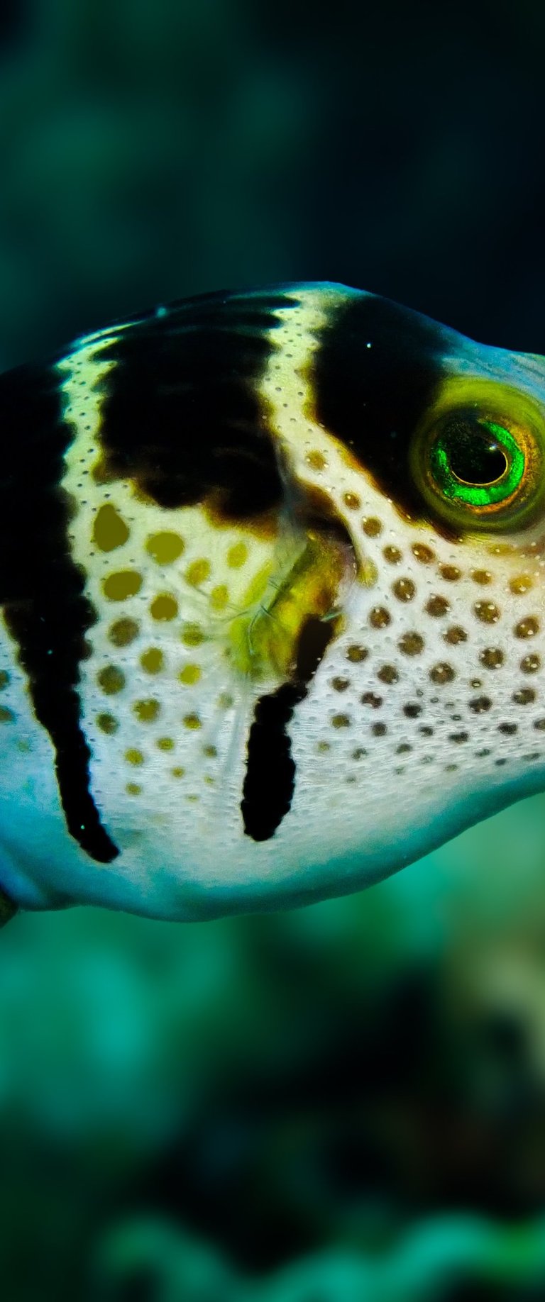 Valentin's-Sharpnose-Pufferfish-Gili-Scuba-Diving