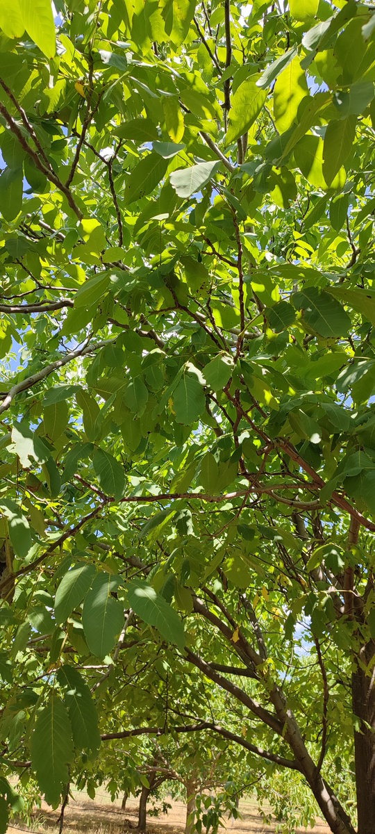 Stabla oraha u punom sjaju