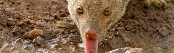 Slender Mongoose drinking at a pool | Birding Adventures Gambia