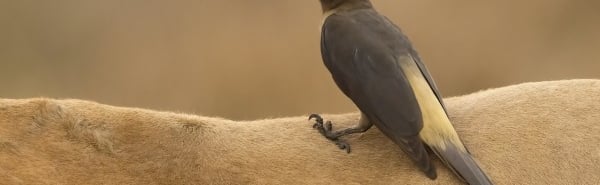 Geelsnavelossenpikker op de rug van een dier