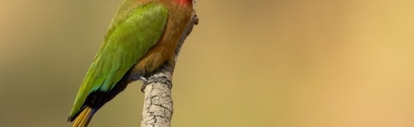 Roodkeelbijeneter op een tak in Gambia