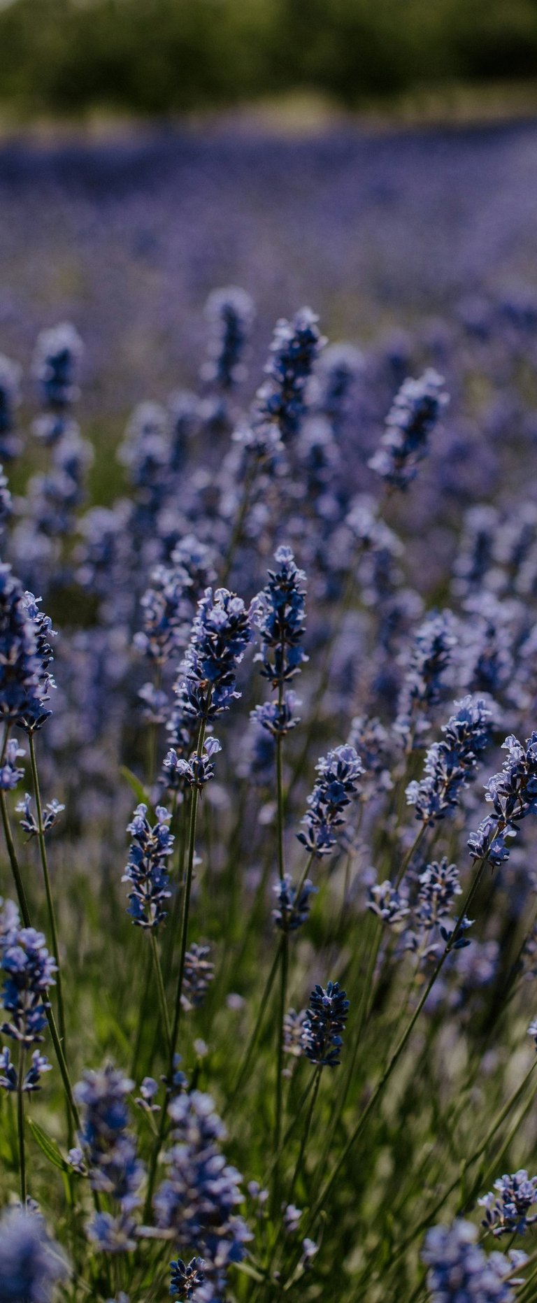 Campo de lavanda desfocado representando um espaço calmo e seguro para responder perguntas reais