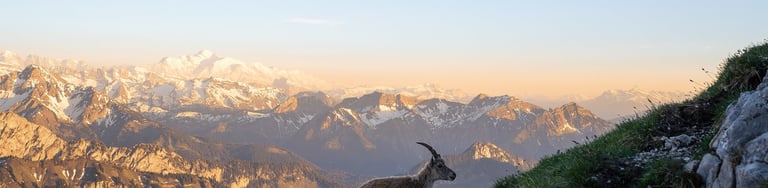 bouquetin dans les alpes