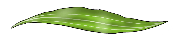 Yellow Coneflower Tree Leaf