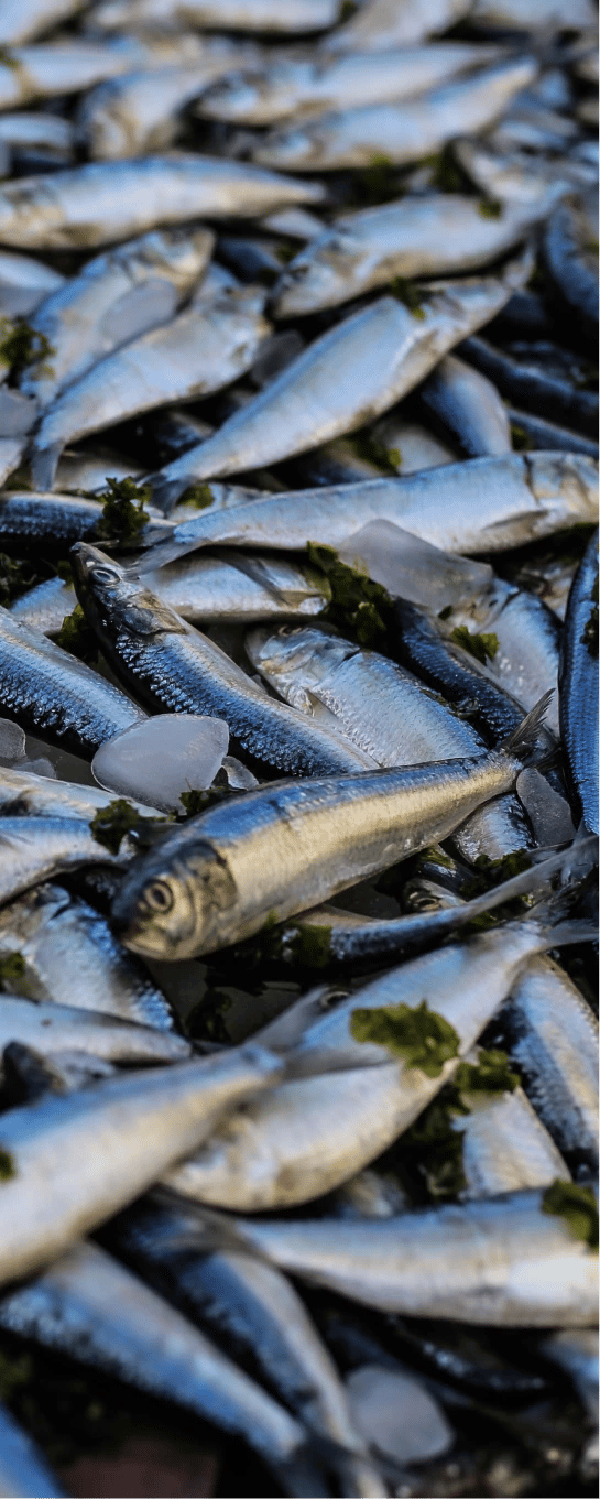 A large pile of silvery fish, suggesting a strong, fishy odor.