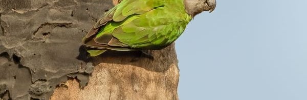 Bonte meeloper of Senegalpapegaai met een groene rug en grijze kop, zittend bij een boomholte.