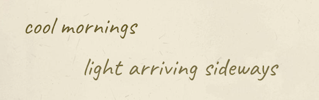 cool mornings, light arriving sideways