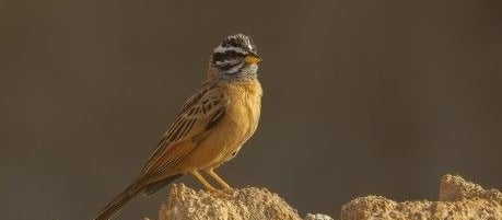 Kaneelspie met een gestreepte kop zittend op een rotsachtige ondergrond.