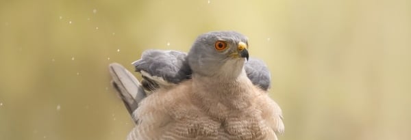 Shikra bathing in the water | Birding Adventures Gambia