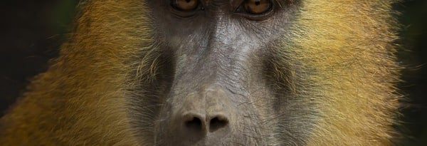 Guinea Baboon in the wild | Birding Adventures Gambia