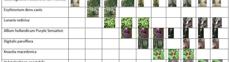 plant list showing visual impact through the year