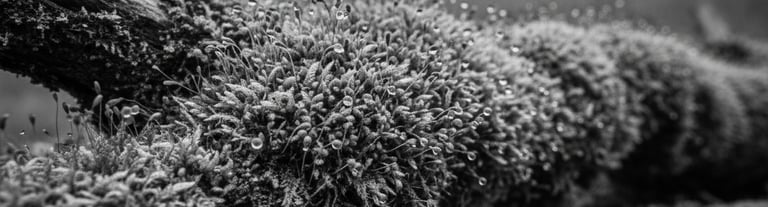 a landscape with moss