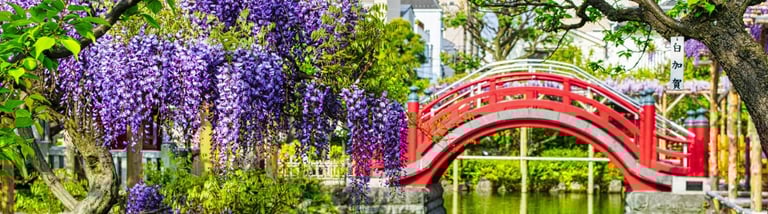 a red bridge in the kameido temple with purple flowers and a red bridge