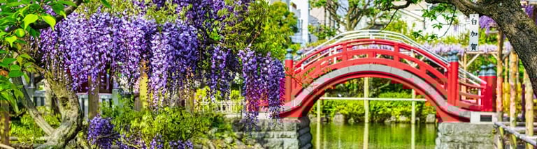 a red bridge in the kameido temple with purple flowers and a red bridge
