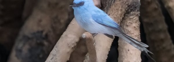 Een kleine, helderblauwe vogel met een zwart masker rond de ogen, zittend op een tak