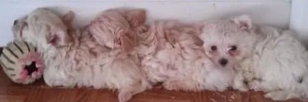 row-of-maltipoo-puppies-450x149.dm.edit_JzLOfZ-1920w (1)
