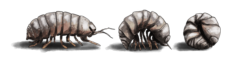 cloporte - détritivores - magic potion - santa lucia