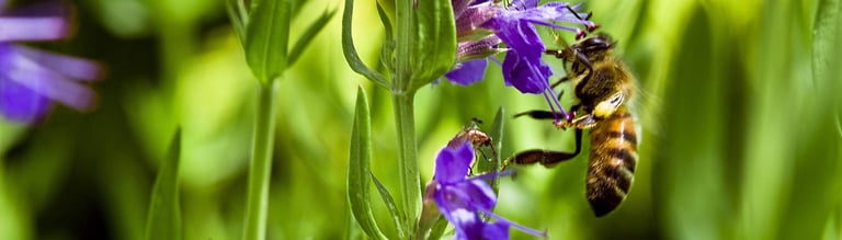 benefits hyssop
