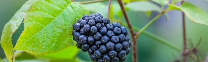 Benefits siberian ginseng