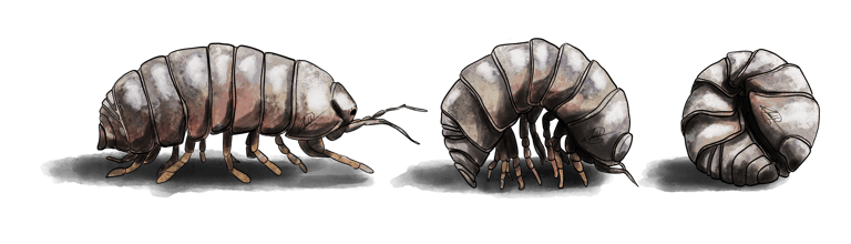 cloporte - détritivores - magic potion - santa lucia