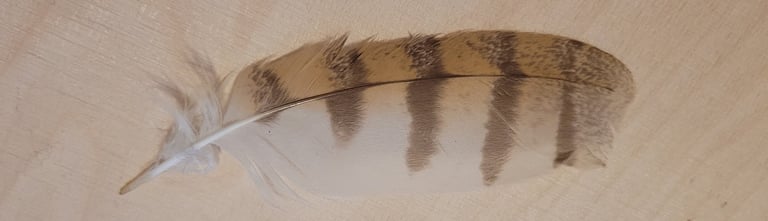 plume de chouette effraie Le Chemin de la Chouette 44