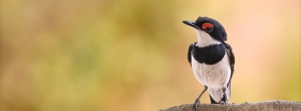 Brown-throated Wattle-eye perched | Birding Adventures Gambia