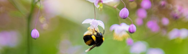 bee drinking nectar