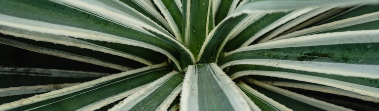 Variegated Agave Americana