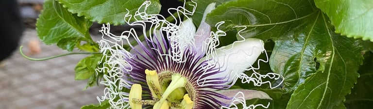Passion flower in bloom