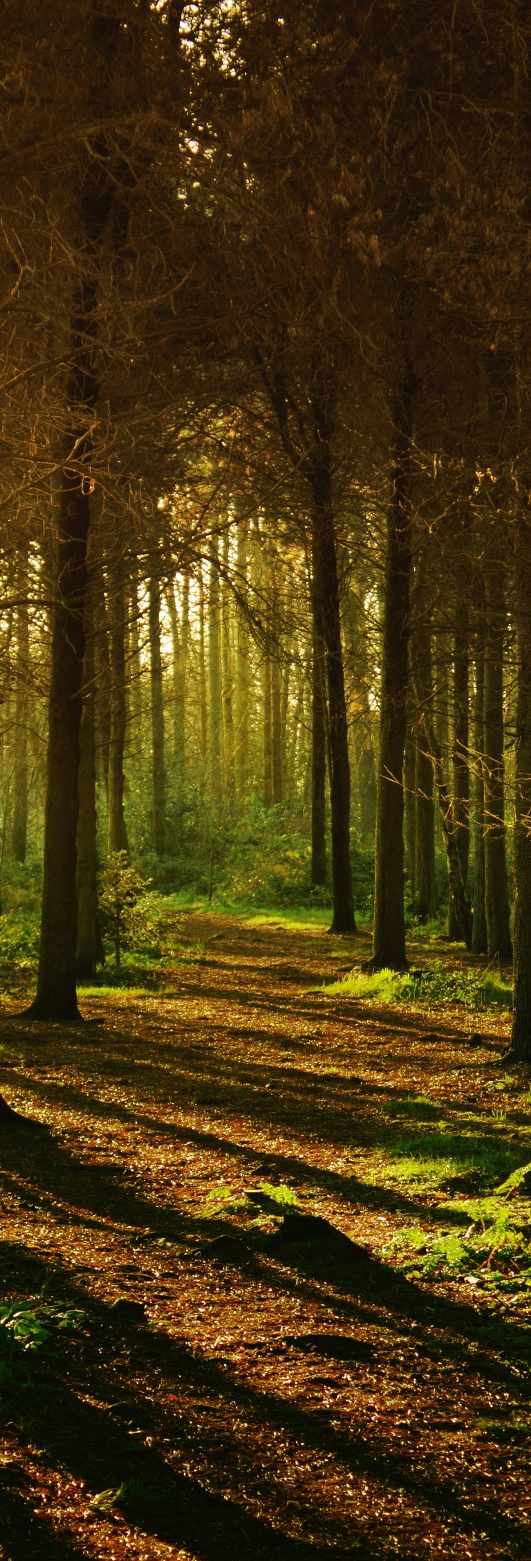 Foto von Anthony von Pexels