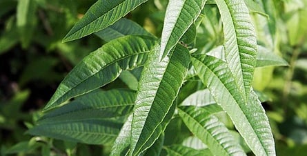 Lemon verbena