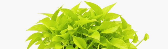 Neon green pothos