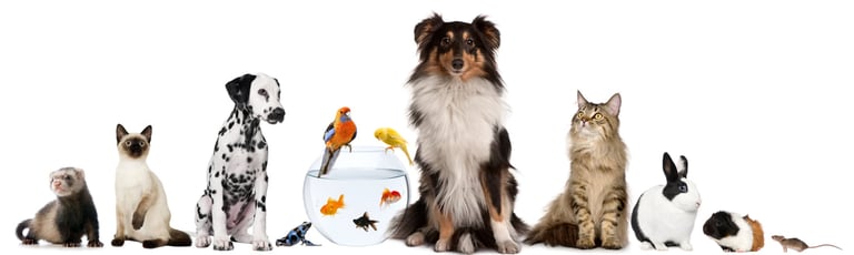 International Pet and House  Sitting