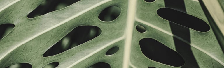 Mature Monstera leaf with holes