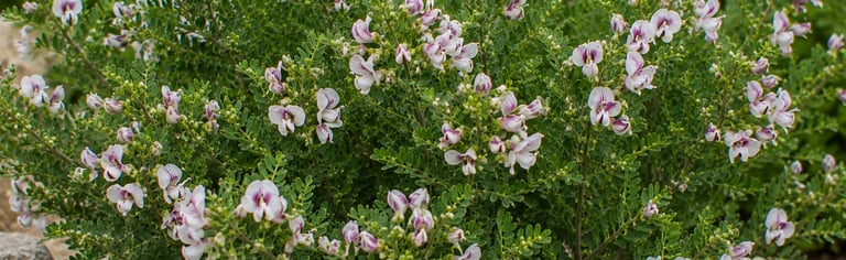 La fleur de Ebenus Creticus