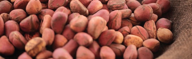 Kola nut