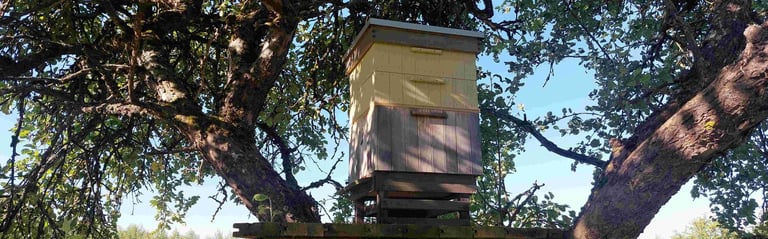„Žolynų medus“ bitynas įsikūręs natūralios žemdirbystės ūkyje „Žolynų namai", kur bites renka nektarą iš laukinių pievų žiedų