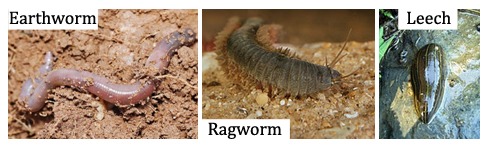 Images of an earthworm, ragworm and leech. All part of the annelida phylum.