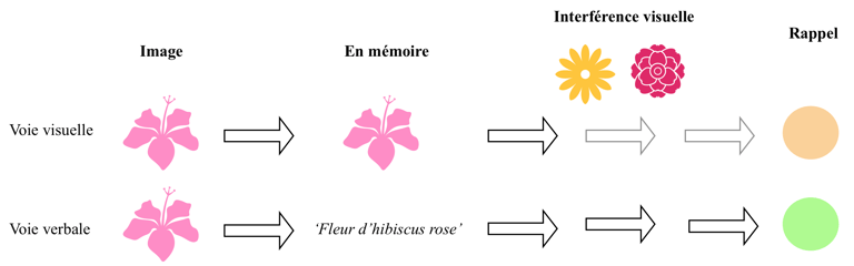 shéma du fonctionnement de la mémoire de travail visuelle et verbale avec interférence