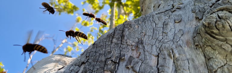 Frelons guepes nid