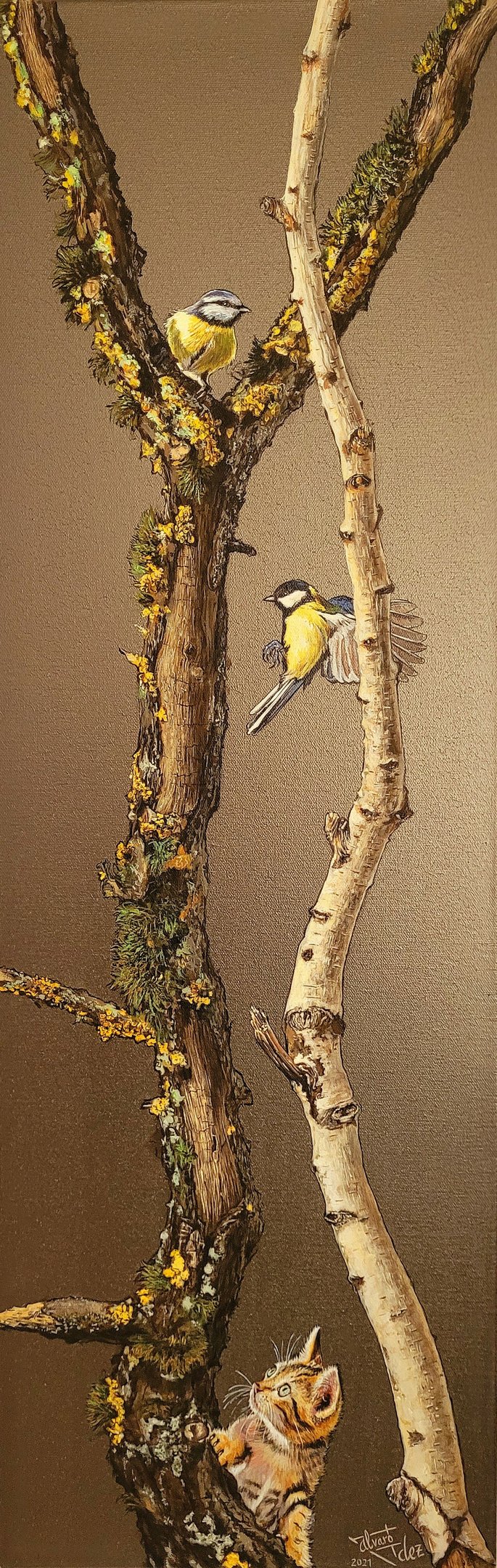 Álvaro Fernández Sáez Ich behalte dich im Auge Vogel Baum Kohlmeise