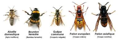 différence frelons européen et frelon asiatique Traitement nids Haute-Savoie