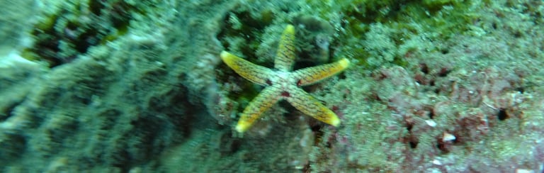star fish , sodwana bay, South Africa