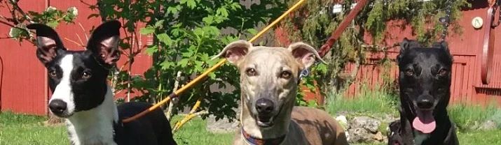 whippet jalostusurokset suomessa
