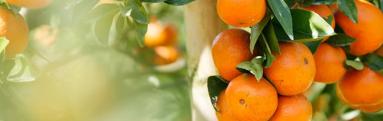 Freshly Squeezed Unpasteurized Juice