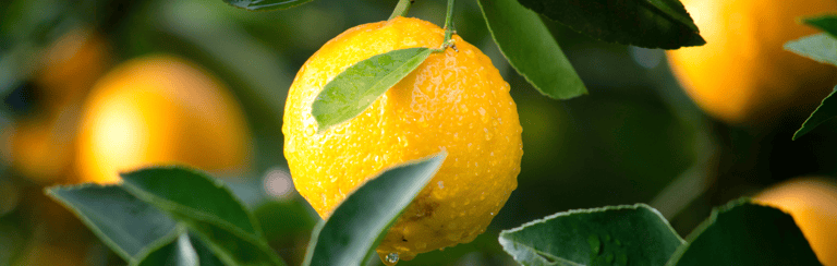 Natural Fruit Solids