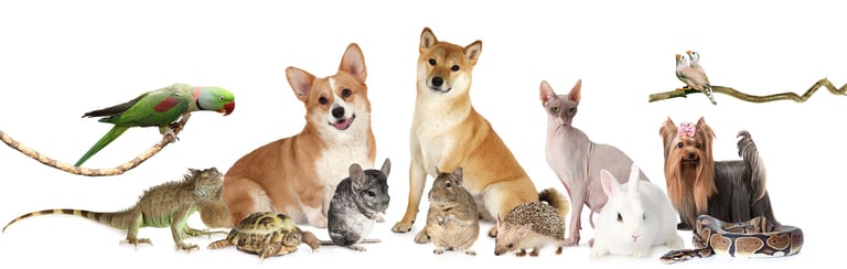 International Pet and House  Sitting