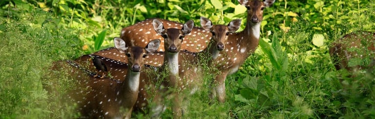 wayanad