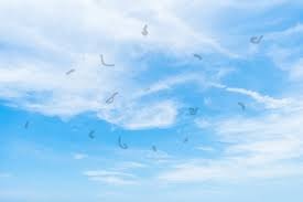 moscas volantes sobre céu azul com nuvens brancas