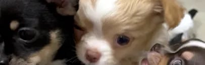 AKC Chihuahua puppies from Louisiana litter born 2025, raised with love and care
